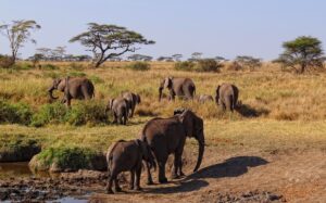A small herd of elephants walking in the African savanna.