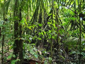 A view of the rainforest, with trees and vines