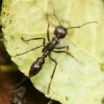 A bullet ant on a large leaf