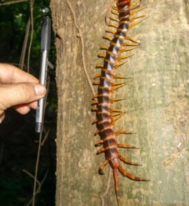 An Amazonian giant centipede next to a writing pen that shows that the centipede is much larger than the pen