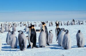 About 100 penguins standing in a group on the continent of Antarctica