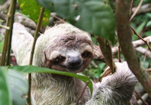 A sloth hanging from a branch of a tree in the rainforest