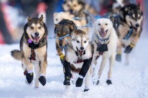 A group of huskies, all wearing booties on their paws, lead a sled in the snow during Alasks' famous Iditarod race.